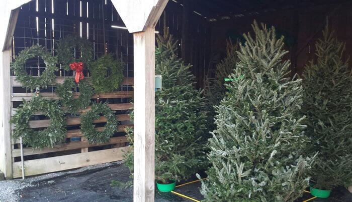 Image from Almond Christmas Tree Farm